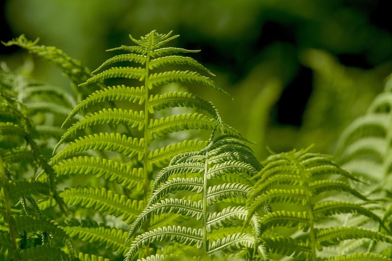 Green leaves